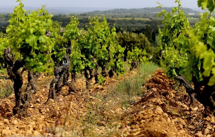 Visita y degustación en Domaine de La Milière 1,00 €