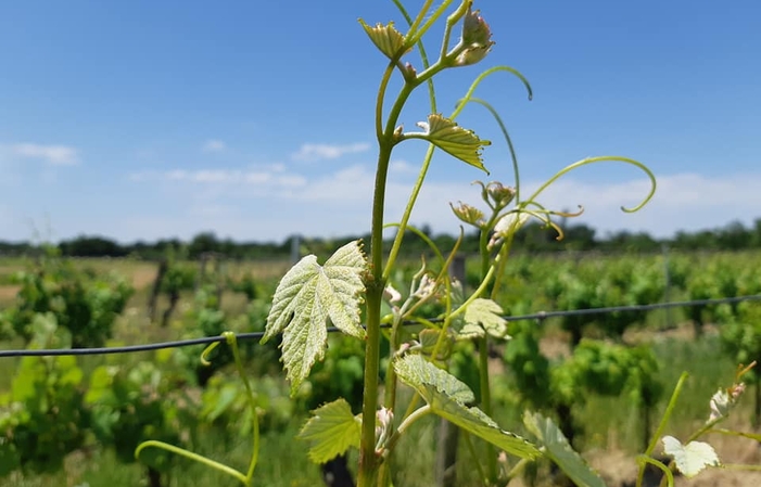 Visit and Tasting at Château Belaygues €1.00