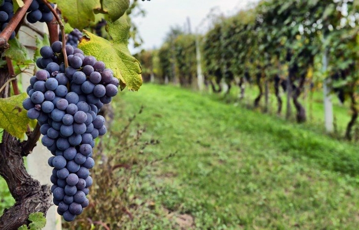 参观和品尝 - 吉福德大厅 €40.00