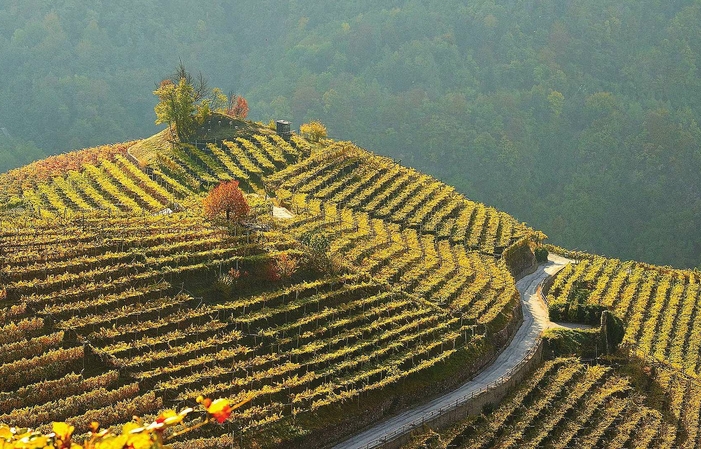 美食和葡萄酒与托布利诺 €70.00