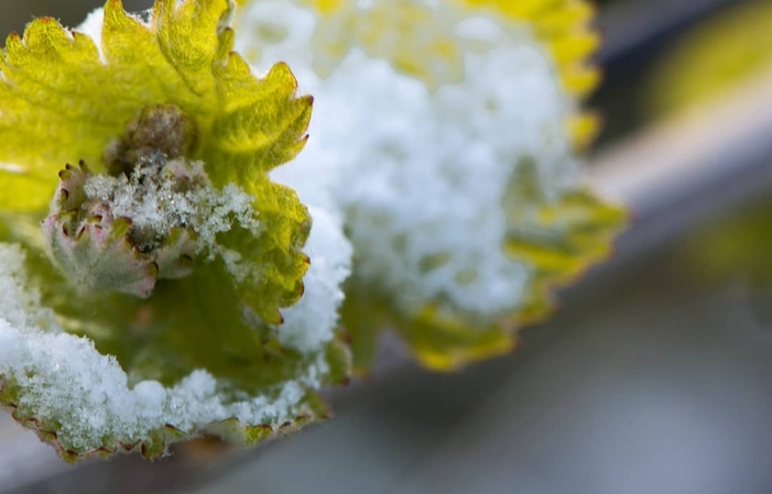 参观和品尝德伊迪尔域 €30.00