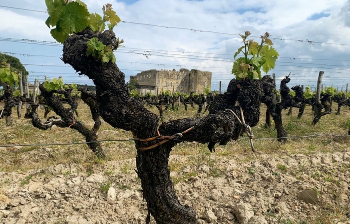 Selección de vinos Château de Fargues Gratis