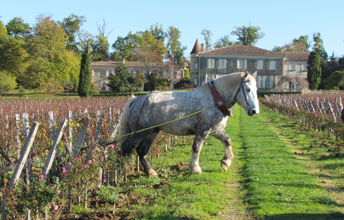 Selección de Burdeos: Chateau Troplong Mondot Gratis