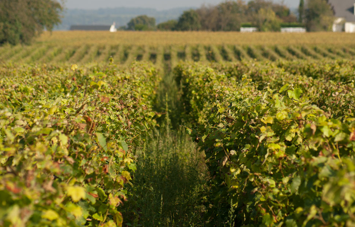 Selección de Vinos del Loira: Domaine De La Croix Mélier Wines Gratis