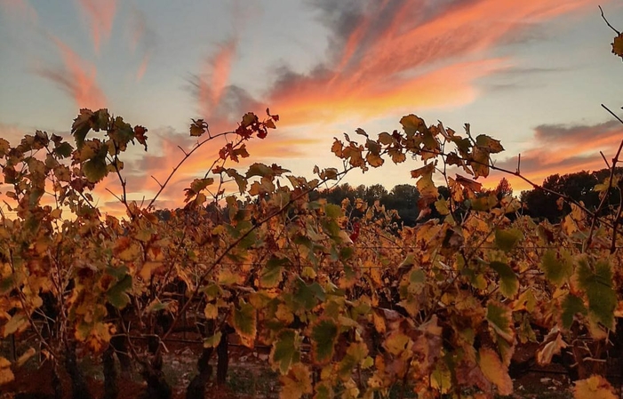 Venta directa de vinos del castillo Les Valentines 87,00 €