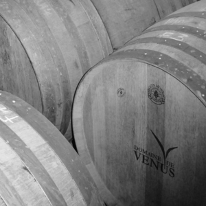wine foto
