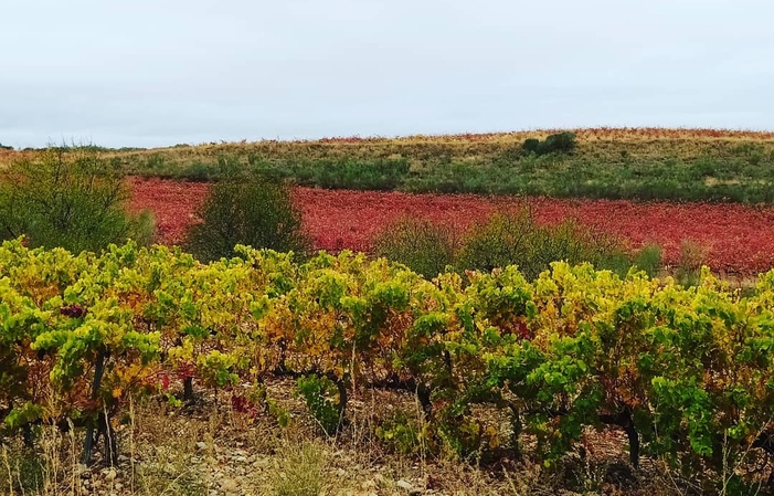 Visita la Finca Bodegas Hacienda Molleda 1,00 €