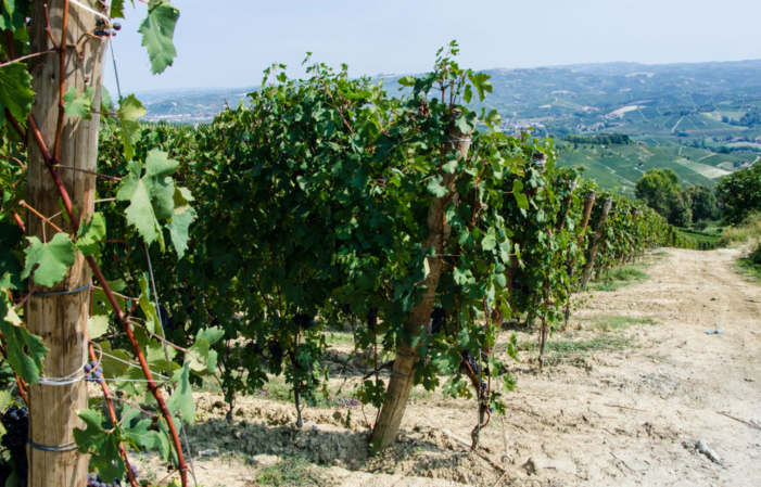 Visita y degustación en Domaine Roberto Voerzio 1,00 €