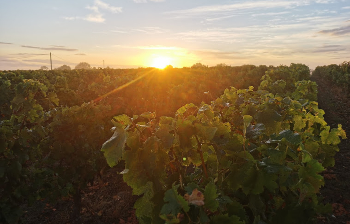 Visita de la Finca y Degustación 1,00 €