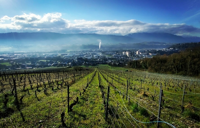 Visita y degustación en el viñedo de Chignin 1,00 €