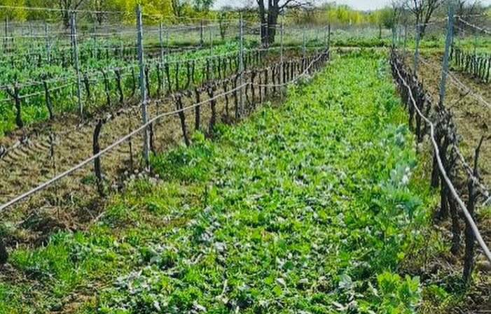 Visita y degustación de Domaine Castan 1,00 €