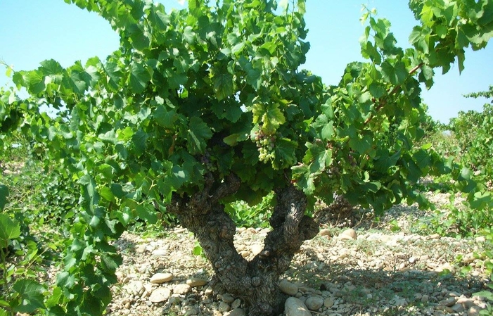 Visita y degustaciones en Domaine Saint Laurent 10,00 €