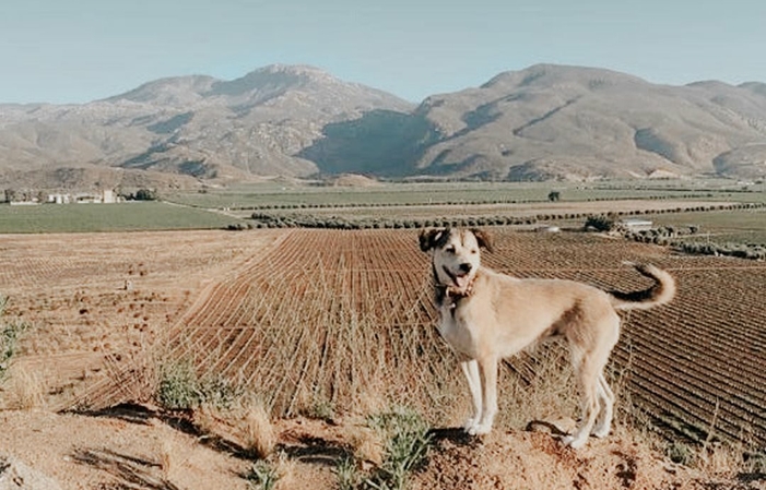 Visita y Degustación - Bruma Vineyard 1,00 €