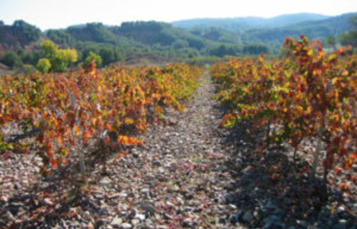 Visita la Finca Bodegas y Visedos Del Jalón 1,00 €