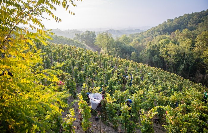 Visita y degustación de Domaine Michelas St Jemms 15,00 €