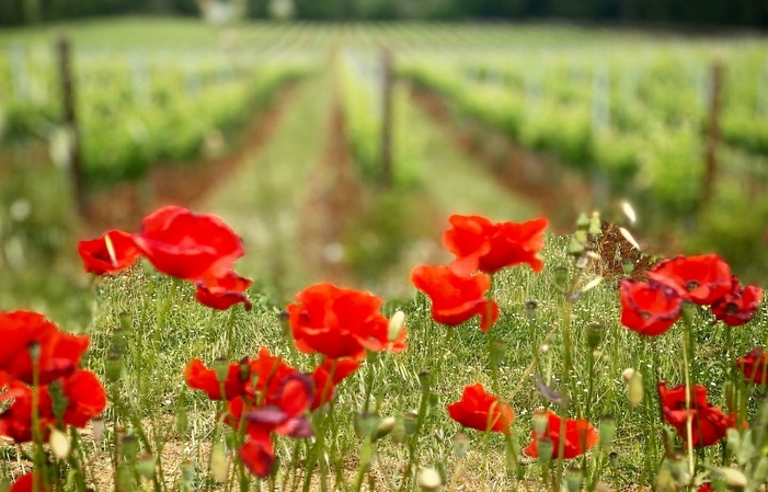 Visita y degustaciones en Château La Martinette 39,00 €