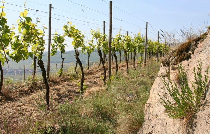 Visita y degustaciones de Domaine Jean Luc Mader 1,00 €