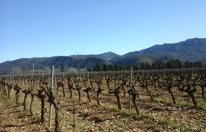 Visita y degustación en Domaine la Goujonne 1,00 €