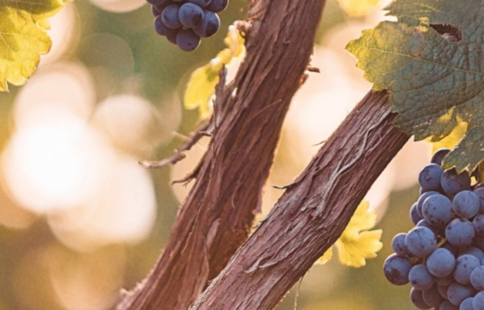 Visita Salcuta Wine 7,00 €