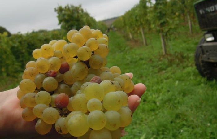 Visite el Château du Petit Thouars - Vino del Valle del Loira 1,00 €