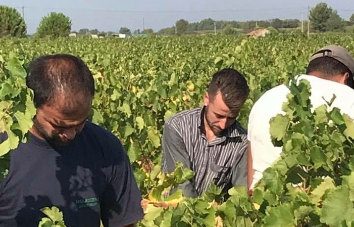 Visita y degustación en Domaine De Mas Caron 6,00 €
