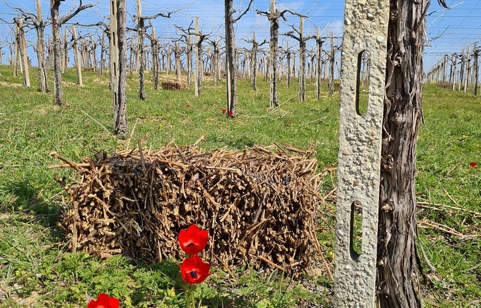 Visita y degustaciones en la Agriverde Cantine e Vigneti biologici dal 1991 1,00 €