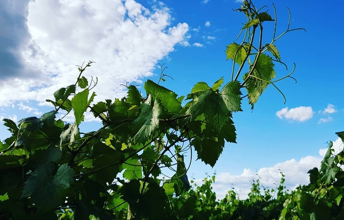 Visita Las Bodegas Sers Estate 1,00 €