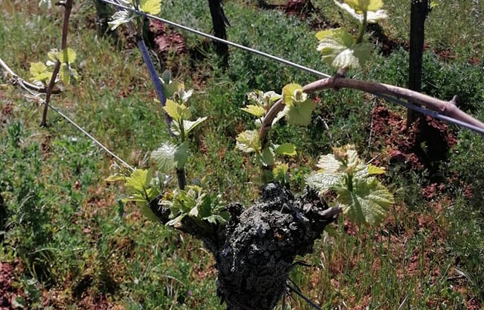 Visita y degustación desde la finca Vincent Stoeffler 1,00 €