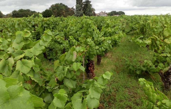 Visita de Chateau Vignobles Chéneau- Vinos Bretones 1,00 €