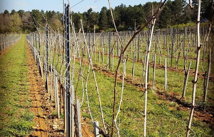 Visita de degustación: Domaine Henri Naudin-FERRAND 1,00 €
