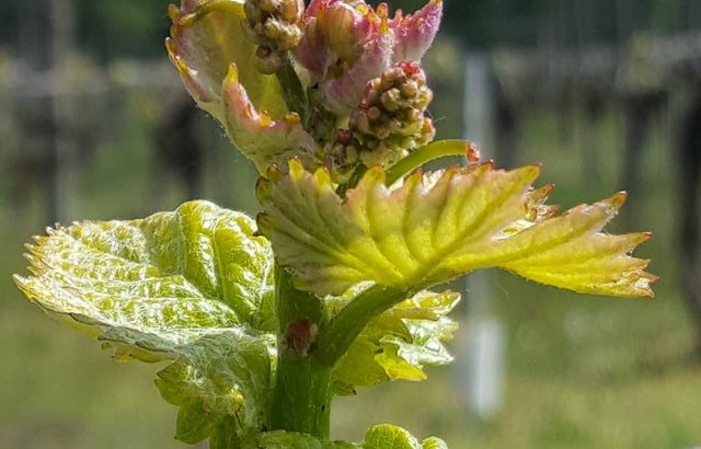 Visita de degustación: Domaine Henri Naudin-FERRAND 1,00 €
