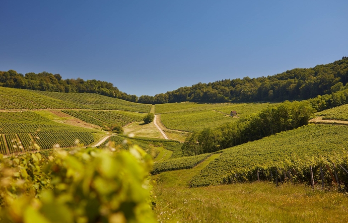 Visita a la bóveda en Arbois: Rolet estate 1,00 €