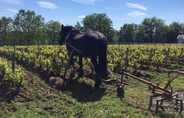 Excursión de un día al descubrimiento del vino loi 195,00 €