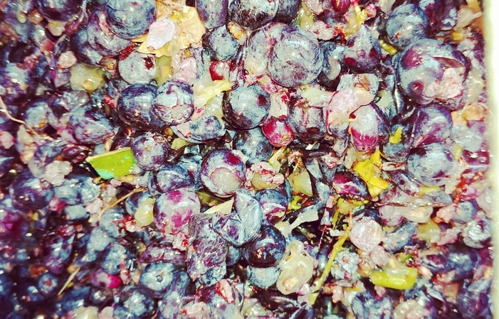 Visita y degustaciones en Domaine Saint Laurent 10,00 €