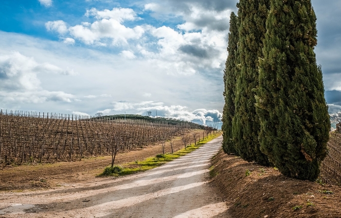 Visita y degustación en Vini Contesa 1,00 €