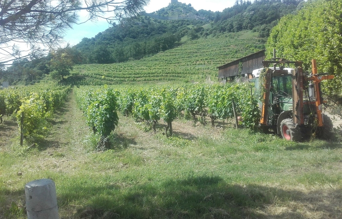 Visita y degustaciones del Domaine Rémy Nodin 1,00 €