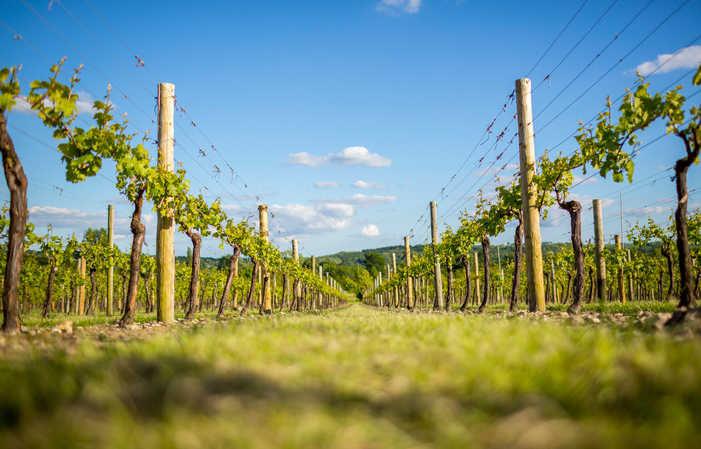 Visita y degustación -Jenkyn Place Vineyard 22,00 €