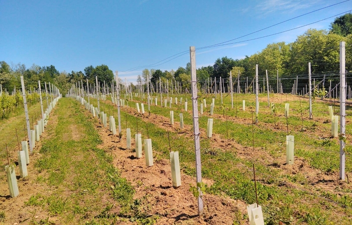 Visite la finca Azienda Vitivinicola Fontechiara 22,00 €