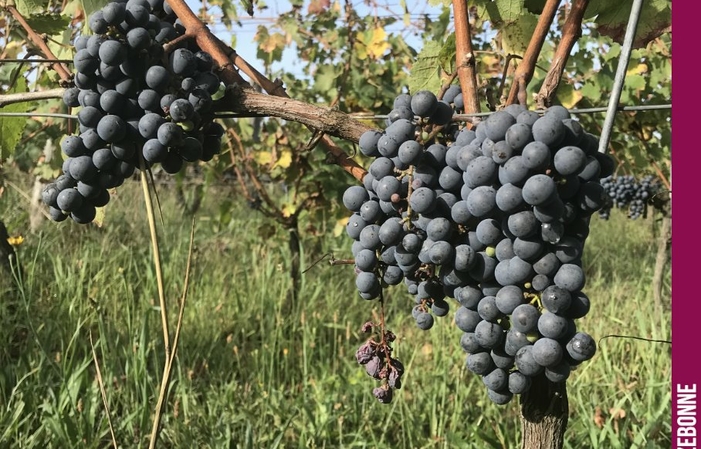 Recorrido de degustación por el castillo de cazebo 5,00 €