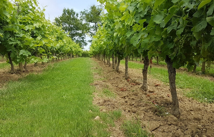 Visita y degustación en Les Dames de La Renardière 1,00 €