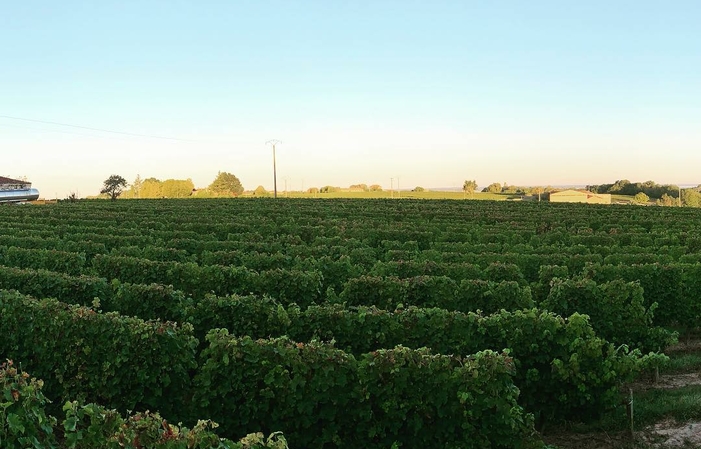 Visita, degustación y comidas en el Château des Ifs 20,00 €