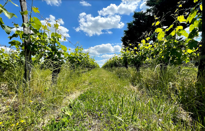 Visita y degustación - Domaine Benoit Rocher 1,00 €