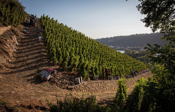 Visita y degustación en el Domaine du Monteillet 1,00 €