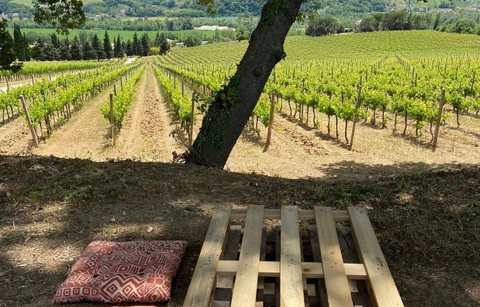 Visita y degustaciones en Tenuta Cerulli Spinozzi 1,00 €