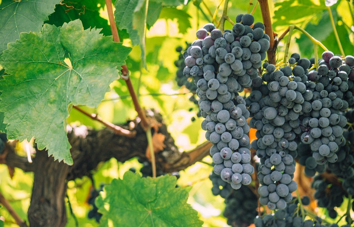 Visita a la Finca Azienda Agricola Pupillo 1,00 €