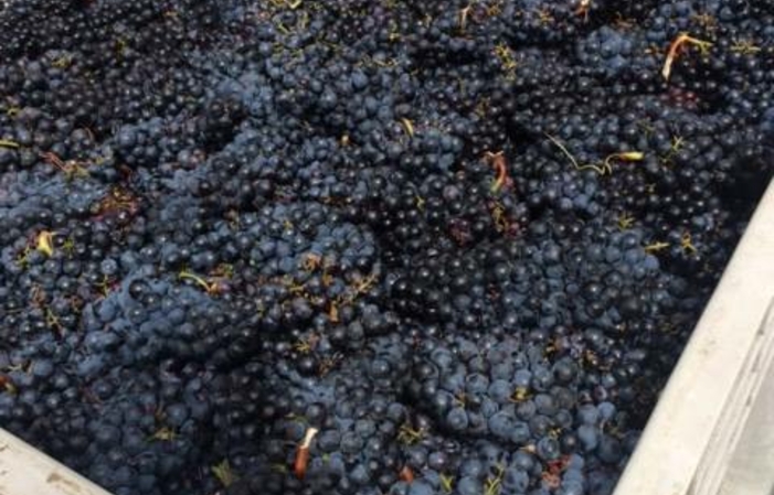 Visita y degustaciones de la finca EDMUNDS ST. Juan 1,00 €