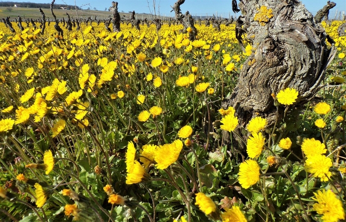 Visita y degustaciones en el Beaubourg Wine Tour 75,00 €