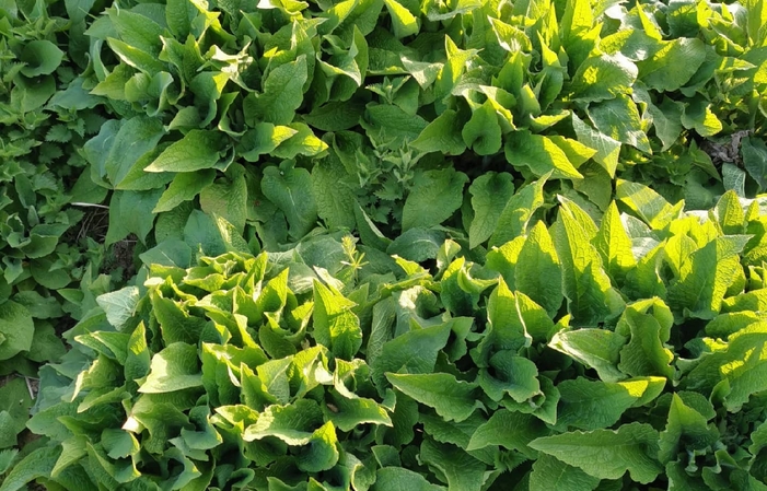 Visita y degustaciones de Domaine Frédéric Berna 15,00 €