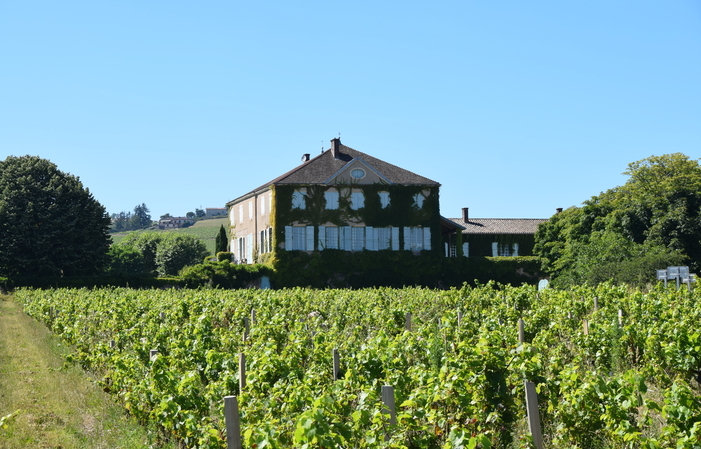 Picnic en los viñedos en el Château des Bachelards 30,00 €