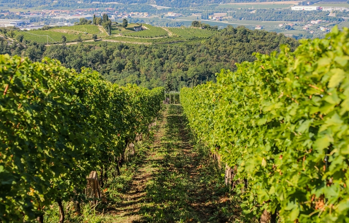 Visita y degustación clásica en Domaine Zenato 30,00 €